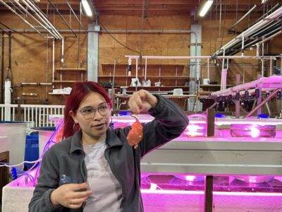 Kelp Restoration staff member with kelp in lab