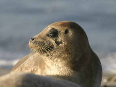 Seal on a beach