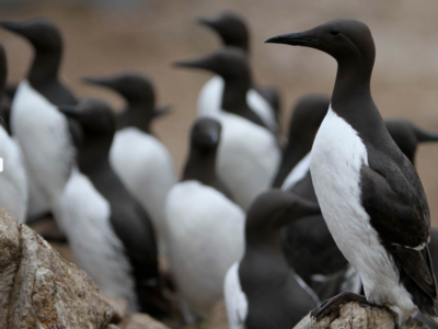 A group of common murres standing