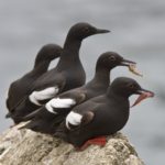 4 Pigeon Guillemots sitting on a rock