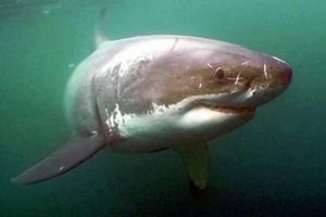 A white shark facing the camera under a green-colored ocean