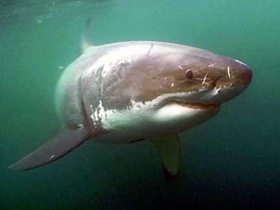 A white shark facing the camera under a green-colored ocean