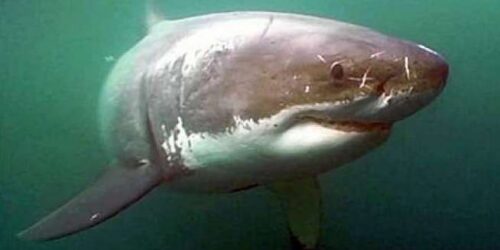 A white shark facing the camera under a green-colored ocean