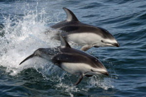 2 Pacific white-sided dolphins leaping out of the water. (Lagenorhynchus_obliquidens) NOAA
