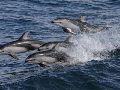 4 Pacific White-Sided dolphins leaping out of the ocean