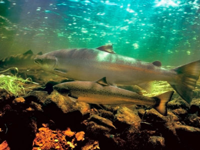 Salmon swimming-NOAA
