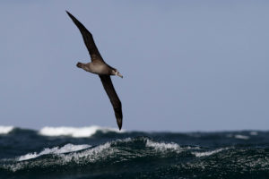 Black-footed Albatross flying | Photo: Abe Borker