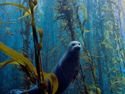 Kelp and a seal