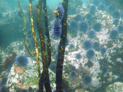 Urchins crawling on kelp