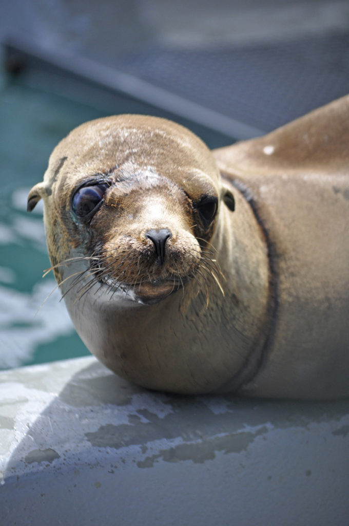 Seals, Sea Turtles, & Seabirds - Greater Farallones Association