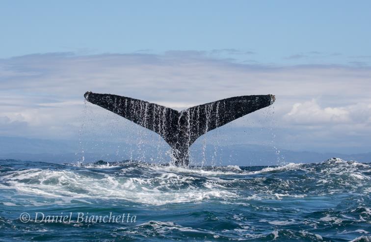 Humpback Whale Tail | Photo: Daniel Bianchetta