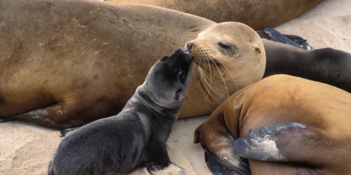 Kissing sea lions
