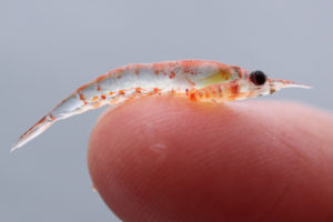 A krill on a finger. Photo credit: Sophie Webb | NOAA SWFSC