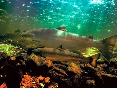 Coho Salmon copy Coho Salmon copy