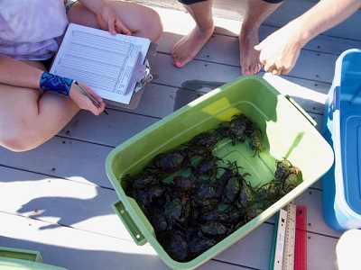 Bucket of invasive green crabs removed from Seadrift Lagoon. Credit: Lindsay Hayashigatani
