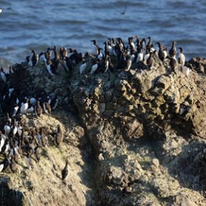 Common murres. Photo: Peter Pearsall, USFWS