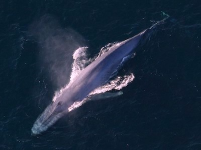 Blue whale as seen from above