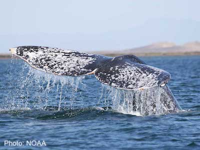 Grey whale tail. Photo: NOAA