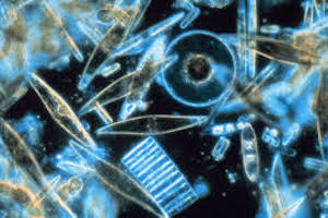 Plankton through a microscope