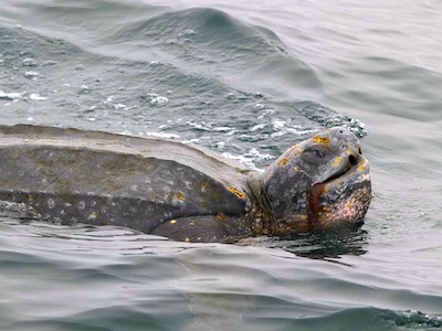 Leatherback sea turtle swimming on the surface