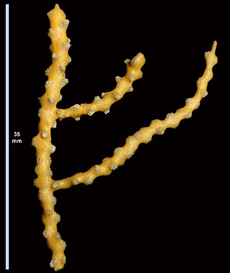 Image of yellow coral against black background