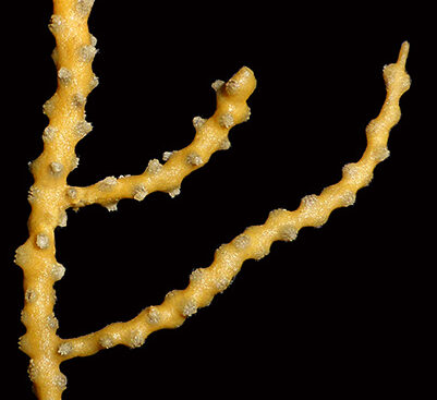 Image of yellow coral against black background