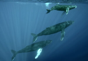 3 humpback whales swimming
