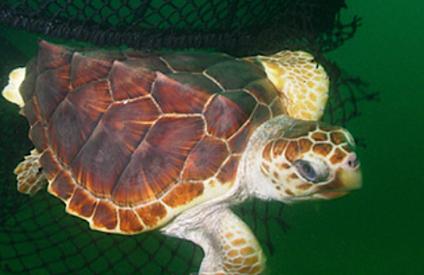 Sea Turtles In The Sanctuary - Greater Farallones Association