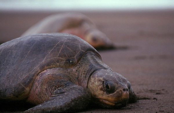 Sea Turtles In The Sanctuary - Greater Farallones Association