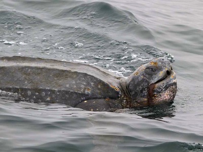 Leatherback Turtle-Photo Credit Mark Cotter