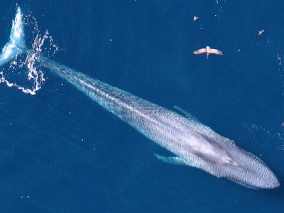Blue Whale-Photo Credit NOAA Fisheries