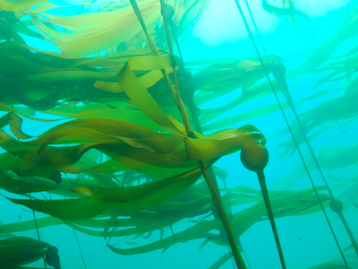 Bull Kelp-Photo Credit Keith Johnson