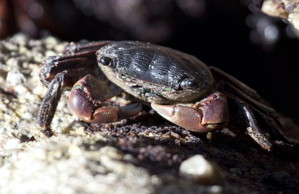 Striped shore crab-Photo Credit Chad King NOAA