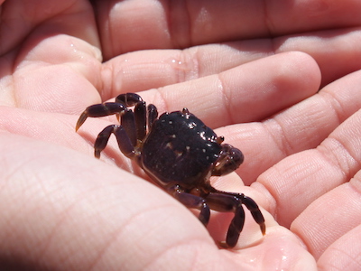 A crab being held