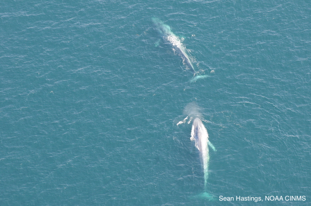 2 blue whales. Photo credit: Sean Hastings NOAA CINMS