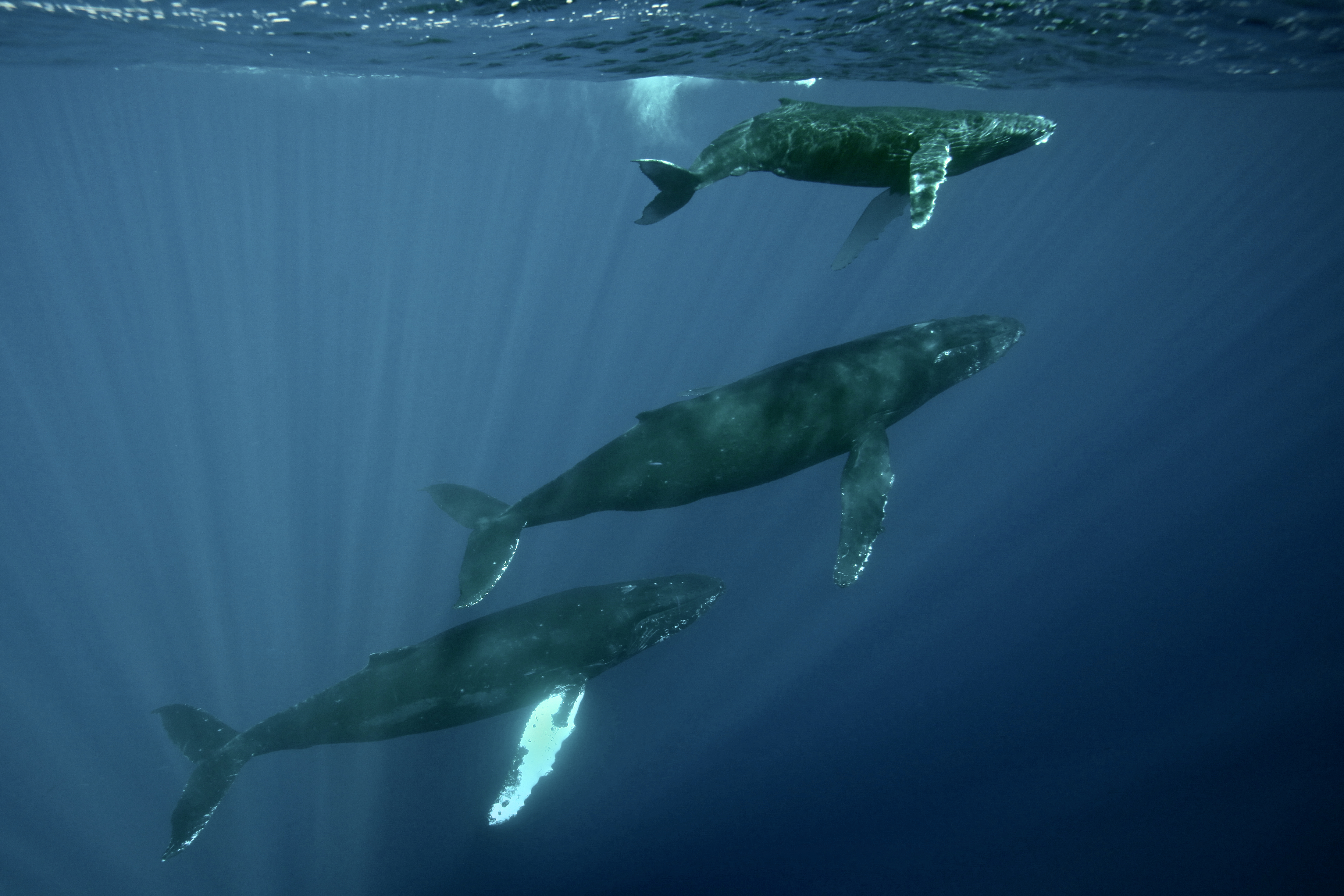 3 humpback whales swimming. Photo: Ed Lyman/NOAA Fisheries. Permit 14682-38079