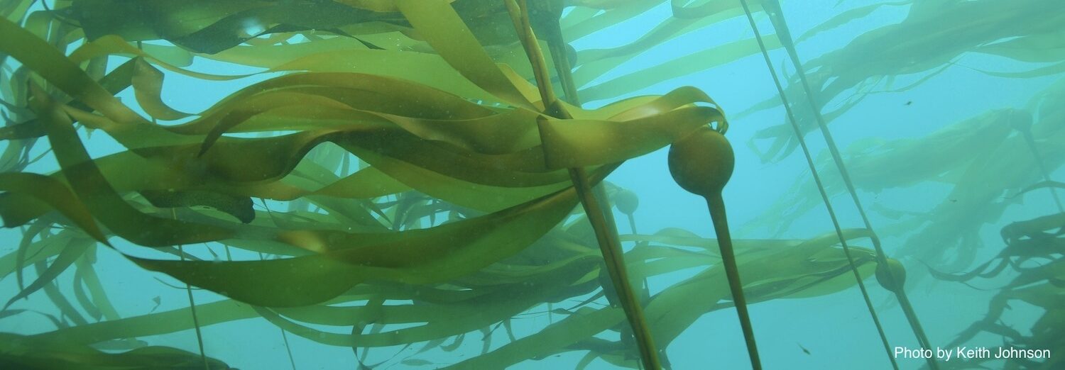 Bull kelp. Photo Credit: Keith Johnson