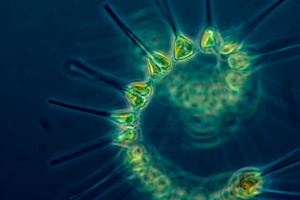 Plankton-Creative Commons- Pixabay Commons