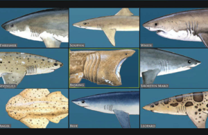 Grid with drawings of 9 shark species