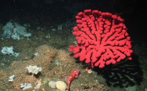 Bubblegum coral