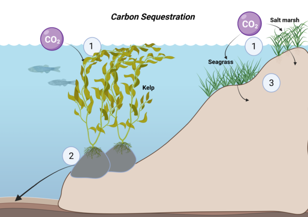 Figure 1. Diagram indicating pathways for carbon sequestration by kelp, seagrass, and salt marsh. (1) Carbon capture is the absorption of dissolved inorganic CO2 and fixation of carbon into the tissues of kelp, seagrasses, and salt marsh. (2) Carbon storage occurs when kelp material is exported from the subtidal rocky reefs to deep-sea environments, where it may be buried in sediments. (3) Carbon storage occurs when dead seagrass and salt marsh plants get trapped in situ in the oxygen-free sediment stabilized by roots and rhizomes. For both (2) and (3), carbon can remain captured indefinitely if undisturbed. Figure: created using biorender.com.