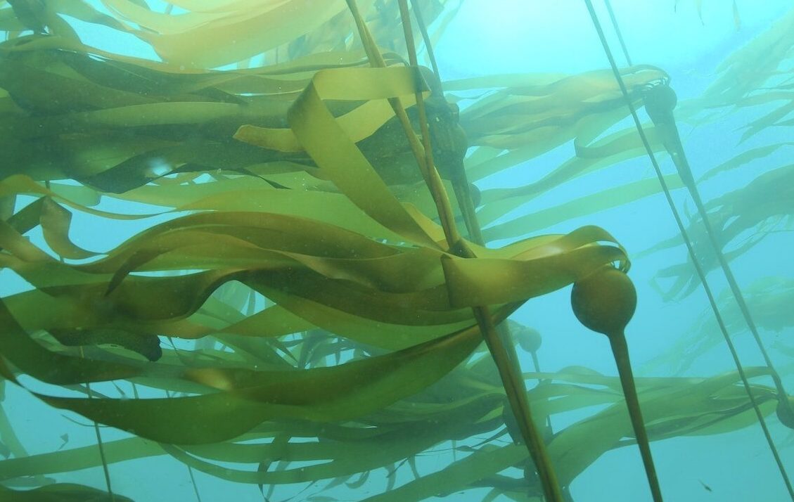Bull kelp forest in Greater Farallones National Marine Sanctuary is an important blue carbon habitat. Photo Credit Keith Johnson