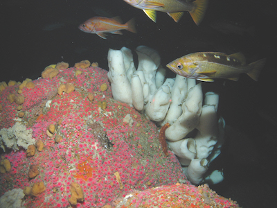 Deep sea corals and fish