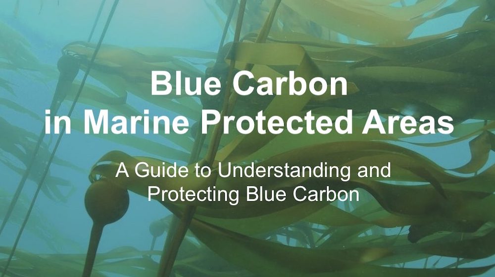 Blue Carbon in Marine Protected Areas Storymap
