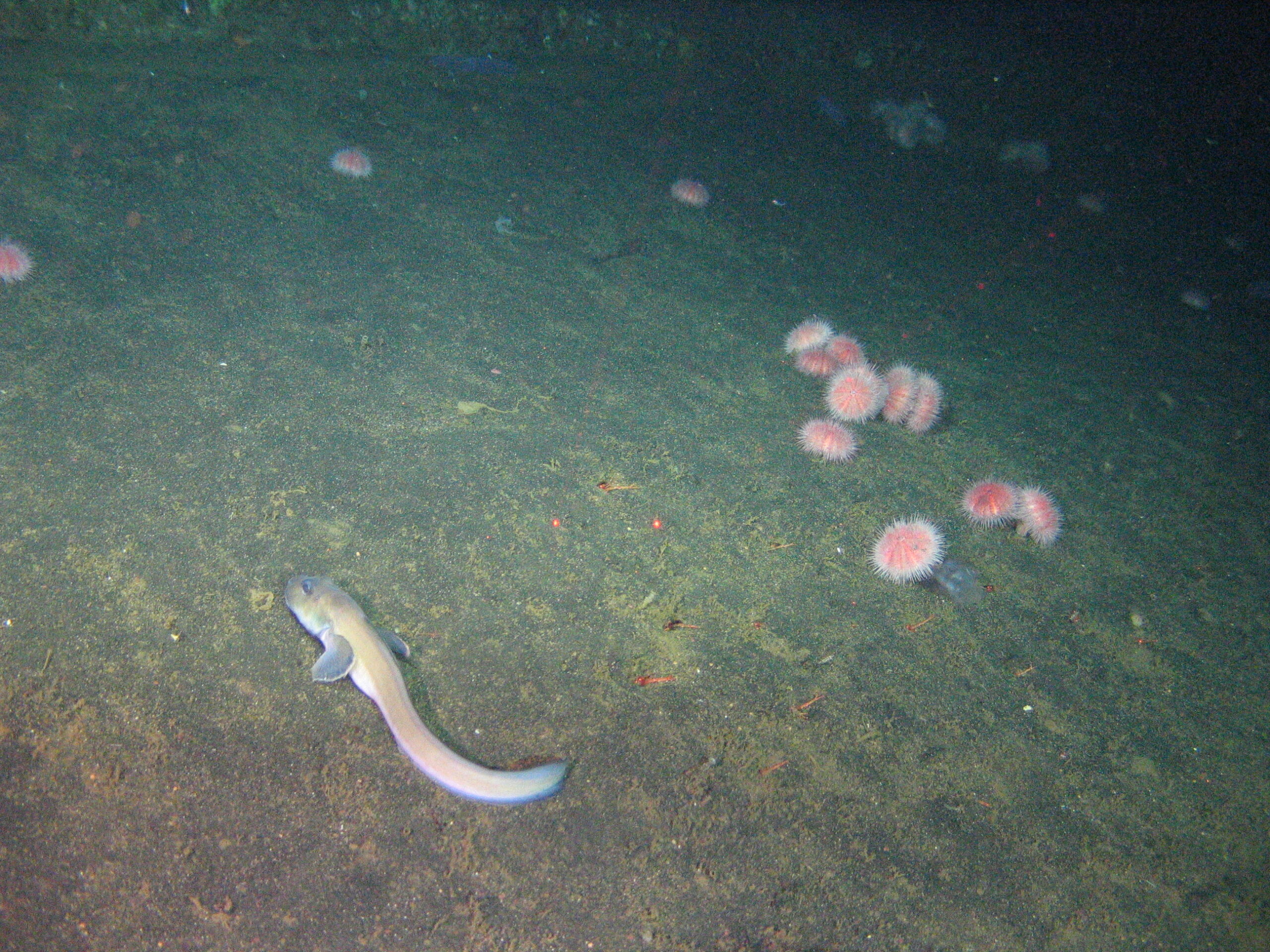Seafloor with pink urchins and an a long fish swimming above.