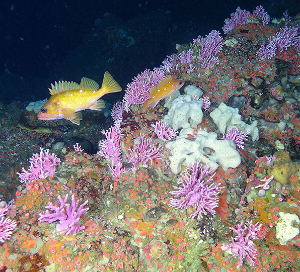 Rockfish in a deep Cordell Bank reef
