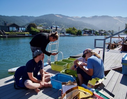 Project staff and volunteers sit on a dock above Seadrift Lagoon surrounded by various tubs and clipboards working to count and collect data on invasive green crabs removed from the lagoon. Credit: Lindsay Hayashigatani