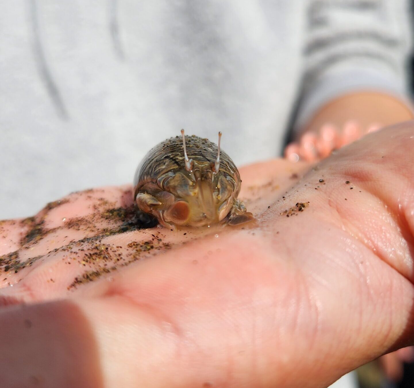 Student holds sand-colored mole crab. Student is wearing grey sweater.