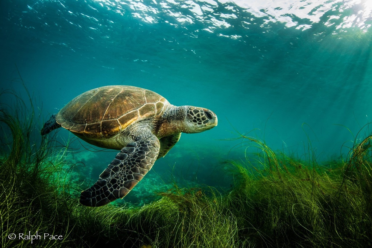 Green sea turtle swimming underwater on a seagrass bed.