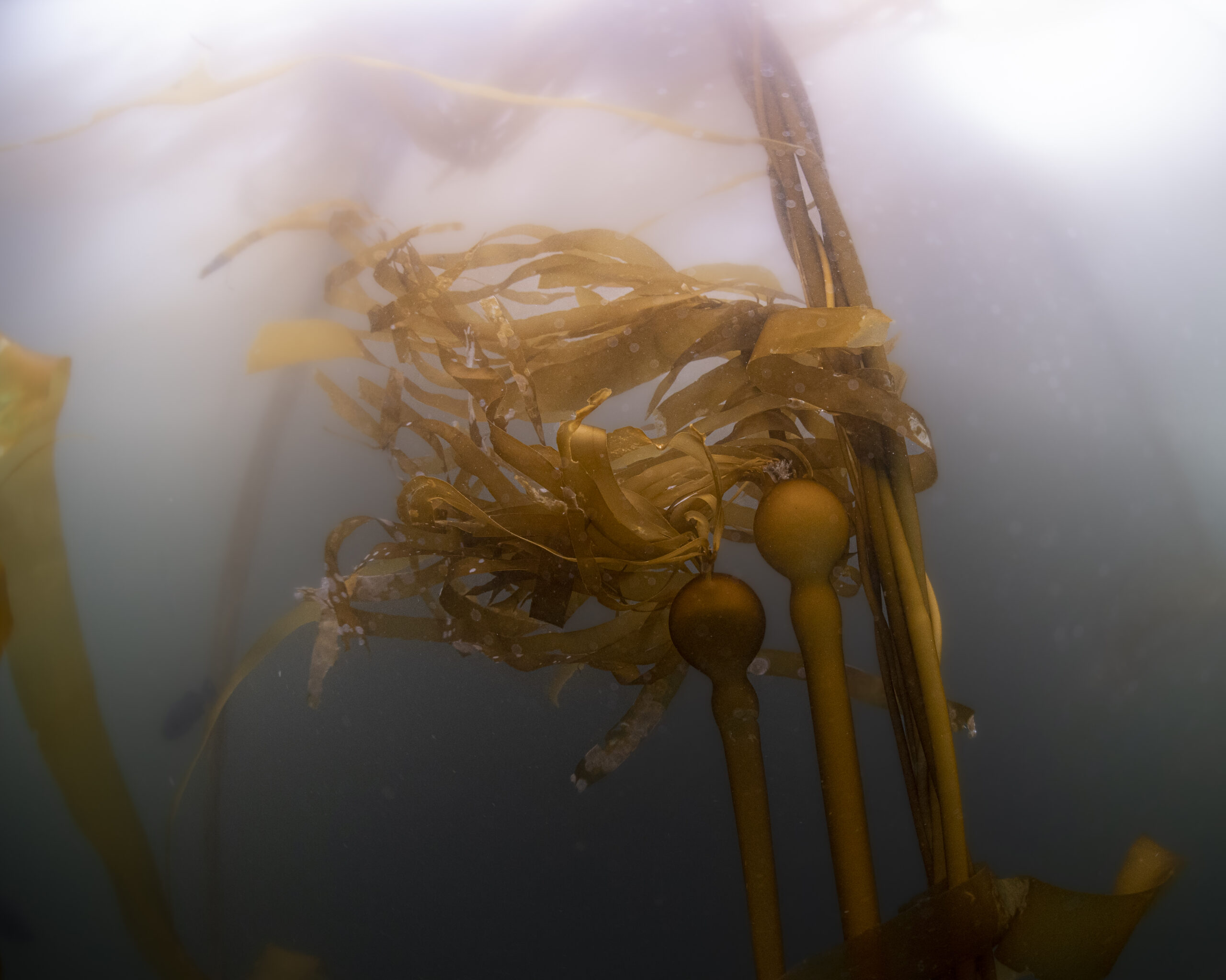 Bull kelp forest within MBNMS